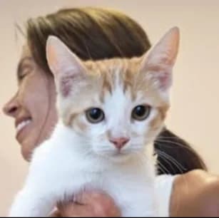 Emanuel hat eine Anfrage, female Mixed Breed for adoption at Katzenhilfe Lazarus e.V.