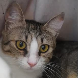 Fernanda *neue Bilder*, female Mixed Breed for adoption at Katzenhilfe Lazarus e.V.