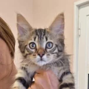 Florian, male Mixed Breed for adoption at Katzenhilfe Lazarus e.V.