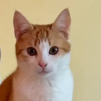 Fluffy *neue Bilder*, female Mixed Breed for adoption at Katzenhilfe Lazarus e.V.