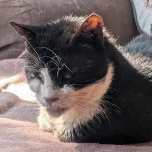 Galena *neue Bilder*, female senior Mixed Breed for adoption at Katzenhilfe Lazarus e.V.