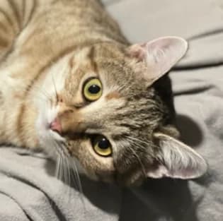 Hazel hat eine Anfrage, female Mixed Breed for adoption at Katzenhilfe Lazarus e.V.