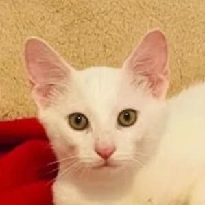 Marshmallow, male Mixed Breed for adoption at Katzenhilfe Lazarus e.V.