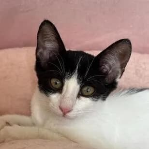 Martina, female Mixed Breed for adoption at Katzenhilfe Lazarus e.V.