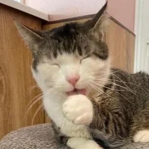 Milo (mit Misho), male 3yo Mixed Breed for adoption at Katzenhilfe Lazarus e.V.