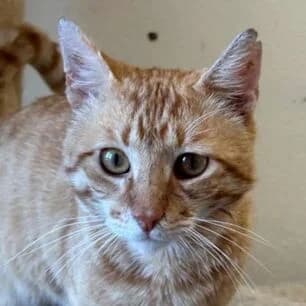 Miro hat eine Anfrage, male Mixed Breed for adoption at Katzenhilfe Lazarus e.V.