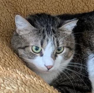Mojo, male senior Mixed Breed for adoption at Katzenhilfe Lazarus e.V.