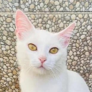 Mona, female 3yo Mixed Breed for adoption at Katzenhilfe Lazarus e.V.