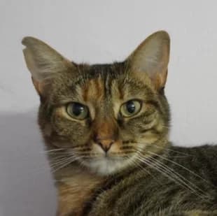 Nines, female Mixed Breed for adoption at Katzenhilfe Lazarus e.V.