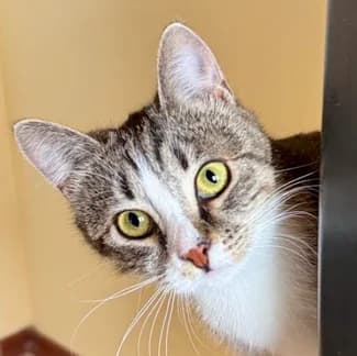 Pretty *neue Bilder*, female Mixed Breed for adoption at Katzenhilfe Lazarus e.V.