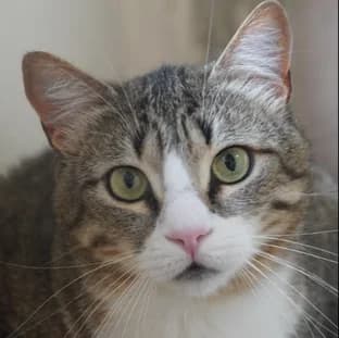 Sofia *neue Bilder*, female 3yo Mixed Breed for adoption at Katzenhilfe Lazarus e.V.