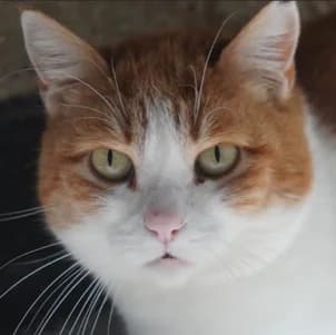 Stella hat eine Anfrage, female Mixed Breed for adoption at Katzenhilfe Lazarus e.V.