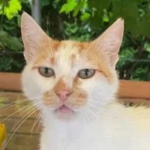 Teo hat eine Anfrage, male Mixed Breed for adoption at Katzenhilfe Lazarus e.V.
