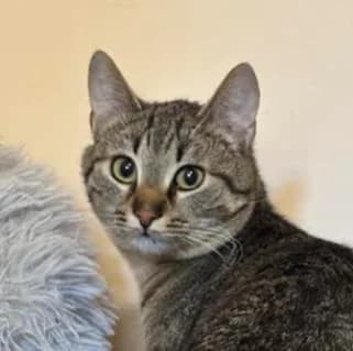 Tiger ist momentan nicht gesund, male Mixed Breed for adoption at Katzenhilfe Lazarus e.V.