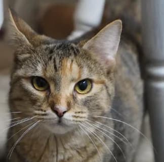 Zoey, female Mixed Breed for adoption at Katzenhilfe Lazarus e.V.