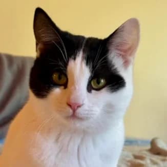 Zoro *neue Bilder*, male Mixed Breed for adoption at Katzenhilfe Lazarus e.V.