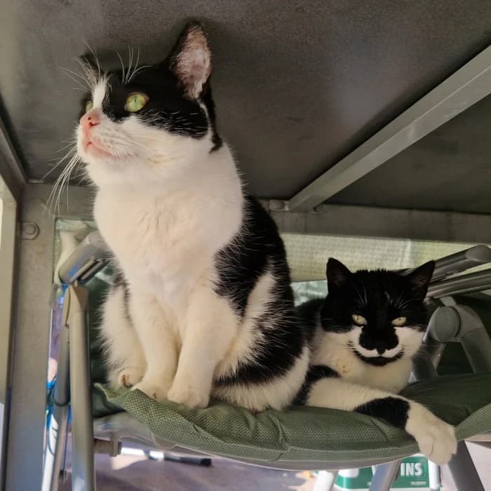 Liebesbedürftige Katzenladys Finnie und Luna suchen ein neues Zuhause, female senior Mixed Breed for adoption at Katzenhilfe Münster, Münster