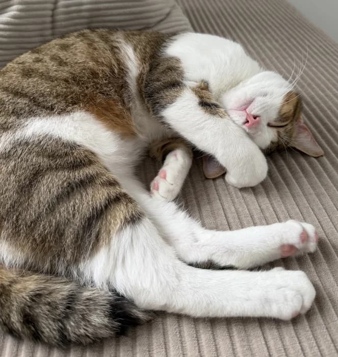 Anhänglicher Kater Monty sucht ein Zuhause mit Freigang, male young Mixed Breed for adoption at Katzenhilfe Münster, Münster