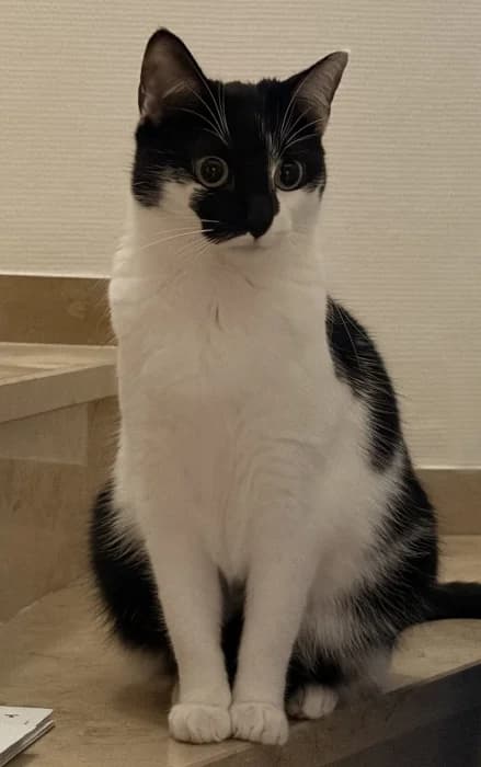 Zwei menschenbezogene Katzendamen suchen neues Zuhause, female 4yo Mixed Breed for adoption at Katzenhilfe Münster, Münster