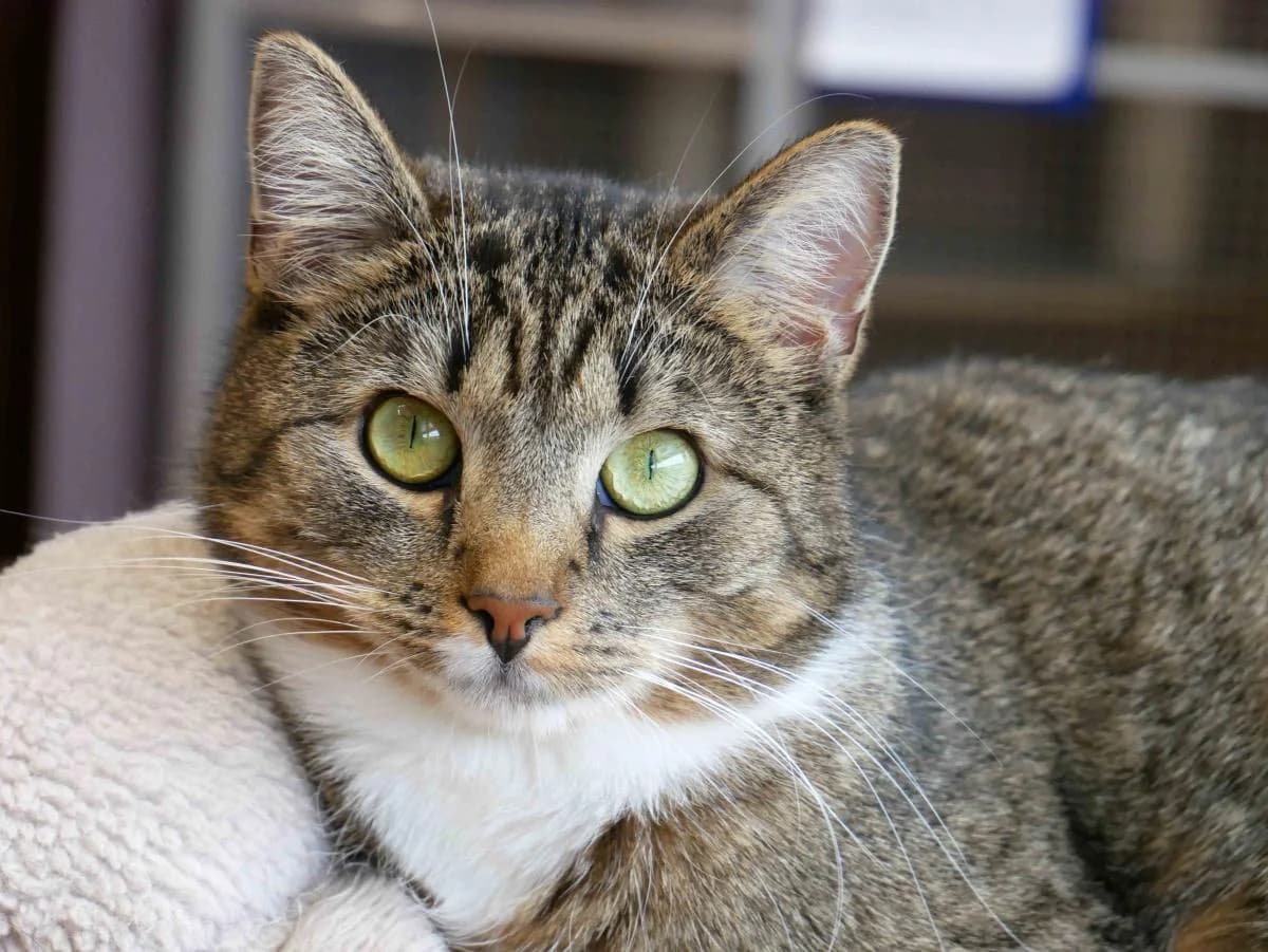 Cat Balou, female Mixed Breed for adoption at Katzenhilfe Neuwied e.V., Neuwied