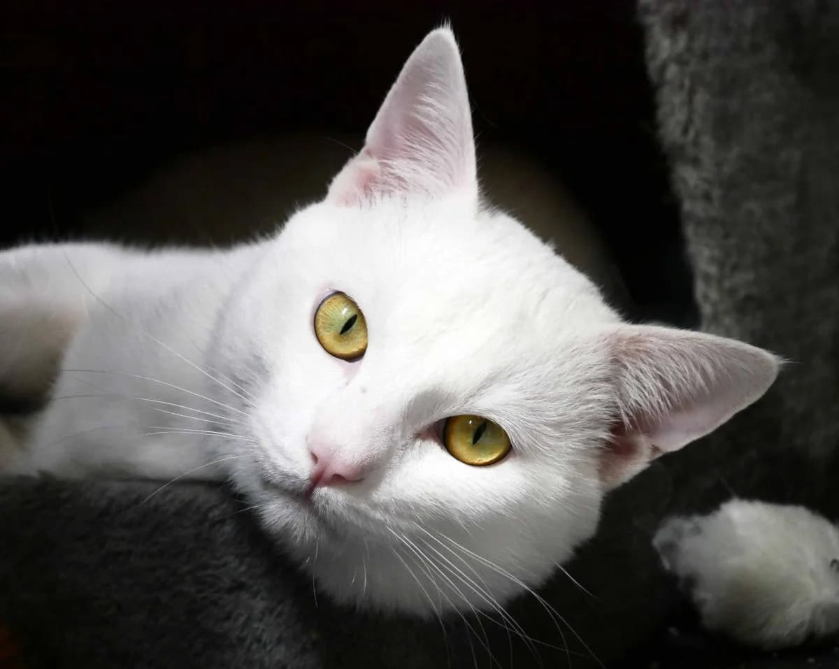Coco, male Mixed Breed for adoption at Katzenhilfe Neuwied e.V., Neuwied