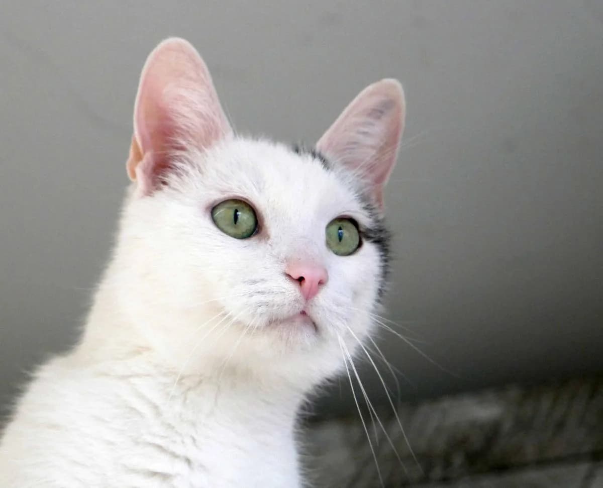 Herr Fuchs, male Mixed Breed for adoption at Katzenhilfe Neuwied e.V., Neuwied