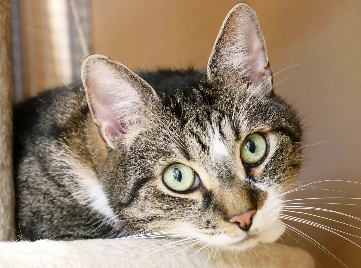 Mogli, male senior Mixed Breed for adoption at Katzenhilfe Neuwied e.V., Neuwied