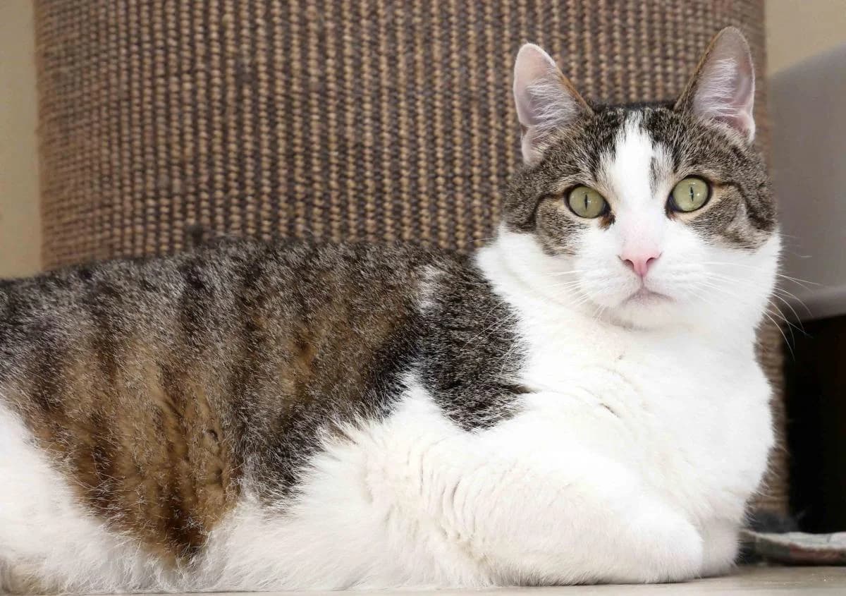 Mogli, male senior Mixed Breed for adoption at Katzenhilfe Neuwied e.V., Neuwied