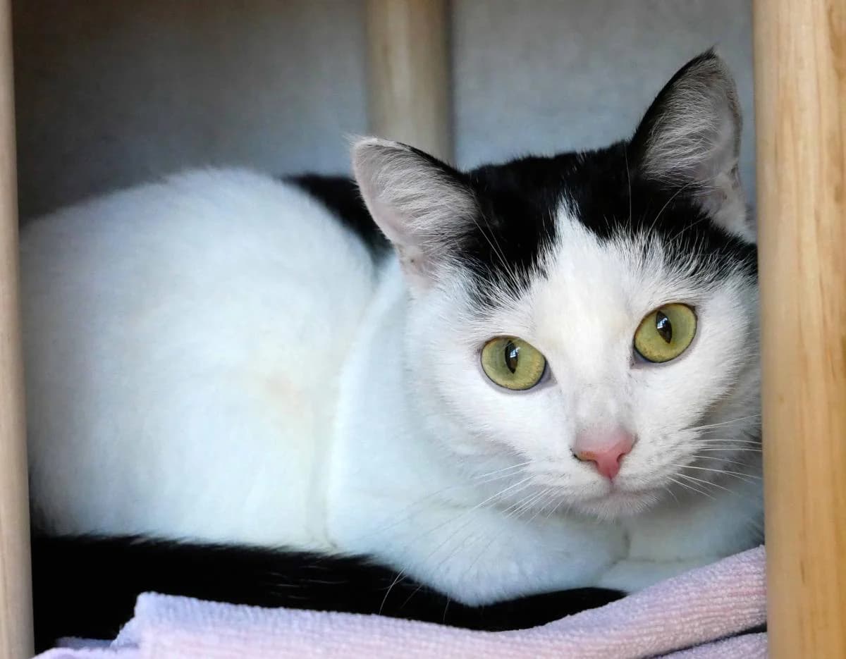 Missy, female senior Mixed Breed for adoption at Katzenhilfe Neuwied e.V., Neuwied
