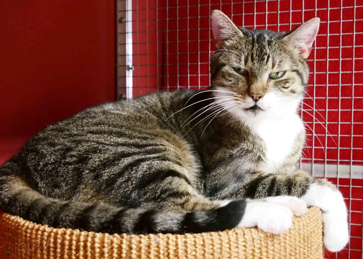 Willy, weiร male senior Mixed Breed for adoption at Katzenhilfe Neuwied e.V., Neuwied