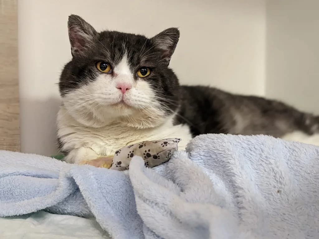 Mäxchen, British Shorthair for adoption at Katzenhilfe Oberhausen, Oberhausen