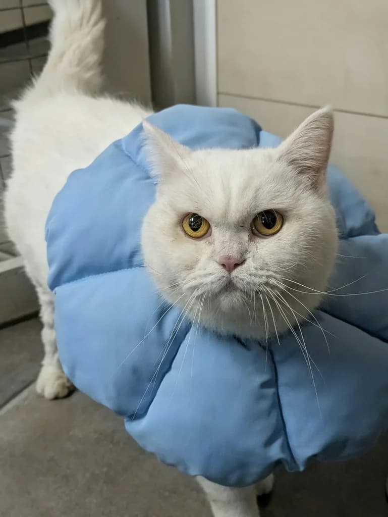 Ruby, weiß female 3yo British Shorthair for adoption at Katzenhilfe Oberhausen, Oberhausen