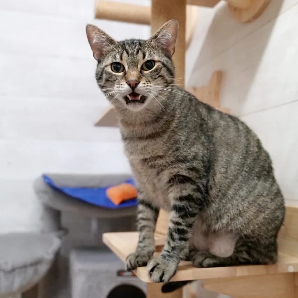 Tommy, male 7yo Mixed Breed for adoption at Katzenhilfe Oberhausen, Oberhausen