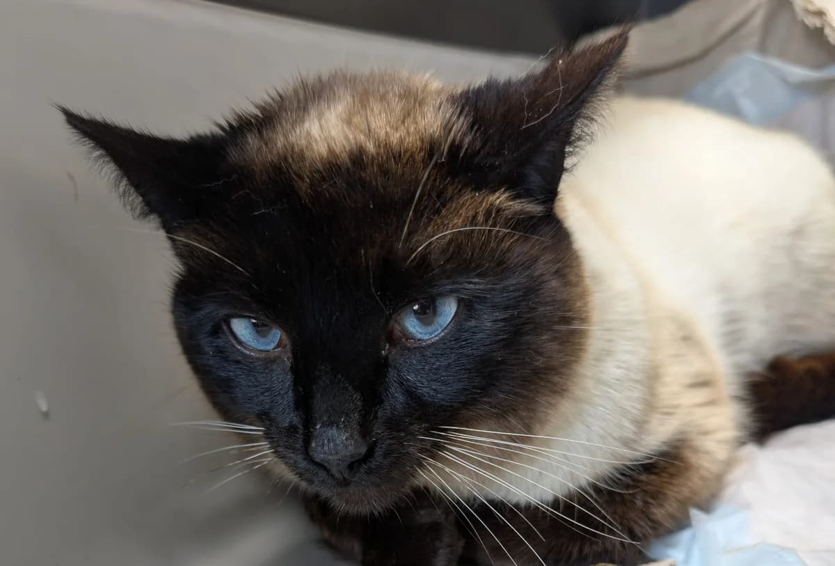 Simba, male young Mixed Breed Cat for adoption at Katzenhilfe Oldenburg e.V., Oldenburg