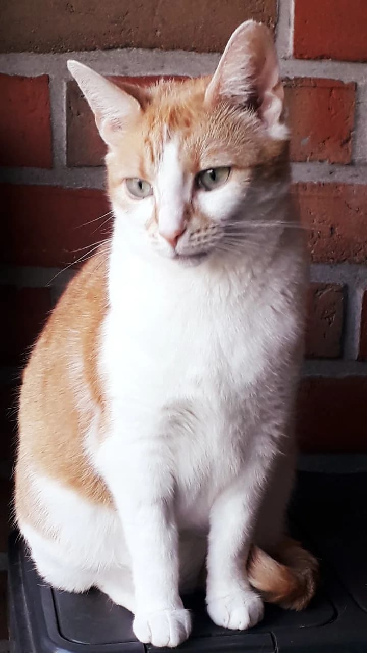 Mila, 4yo Mixed Breed Cat for adoption at Katzenhilfe Oldenburg e.V., Oldenburg