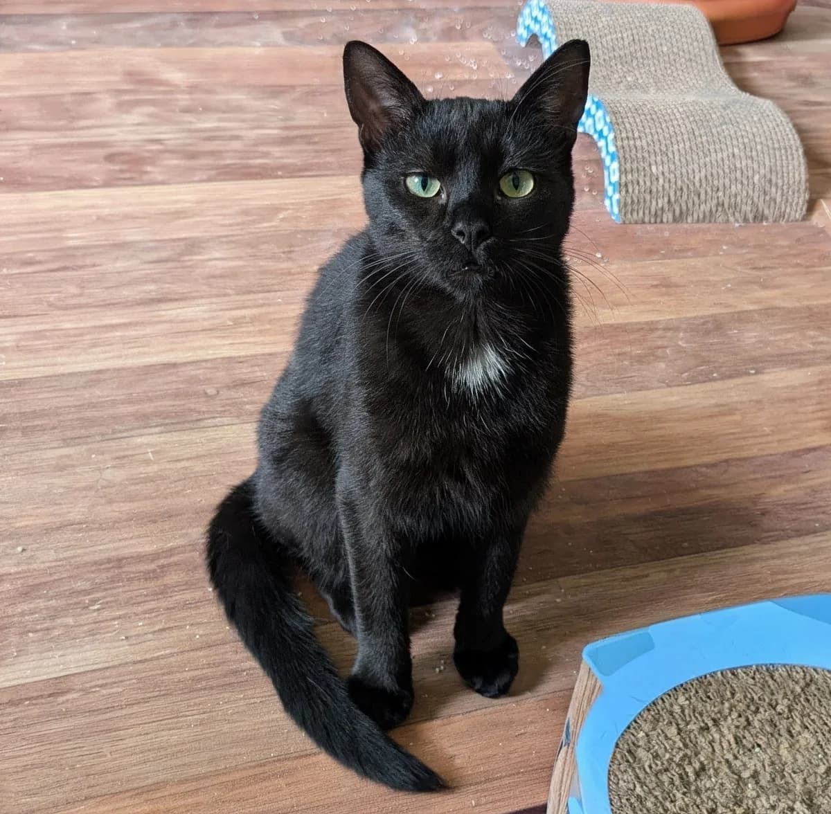 Baghira, male Mixed Breed Cat for adoption at Katzenhilfe Oldenburg e.V., Oldenburg