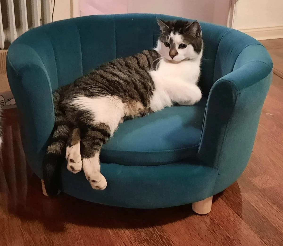 Caius, male Mixed Breed Cat for adoption at Katzenhilfe Oldenburg e.V., Oldenburg
