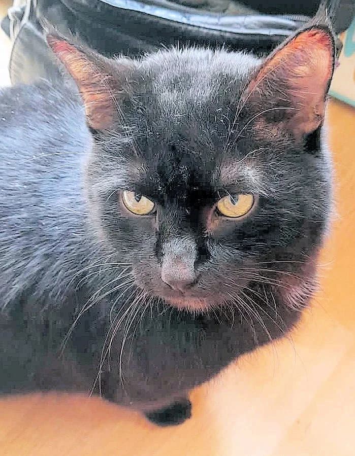 Mayce, Mixed Breed Cat for adoption at Katzenhilfe Oldenburg e.V., Oldenburg