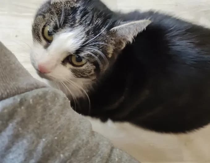 Meri, female senior Mixed Breed for adoption at Katzenhilfe Prignitz, Neuruppin