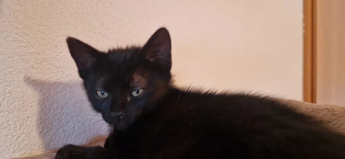5 Kitten, puppy Mixed Breed for adoption at Verein Katzenhilfe e.V. Radolfzell, Radolfzell