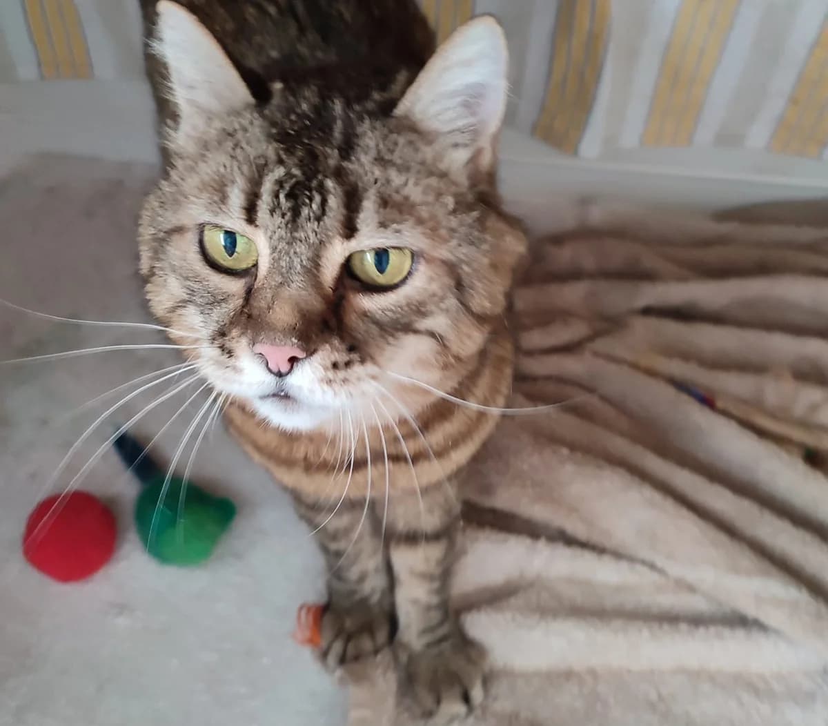 Tom, male senior Mixed Breed for adoption at Katzenhilfe Stuttgart e.V.