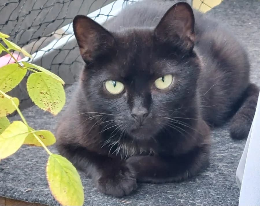 Maggie, female 3yo Mixed Breed for adoption at Katzenhilfe Stuttgart e.V.