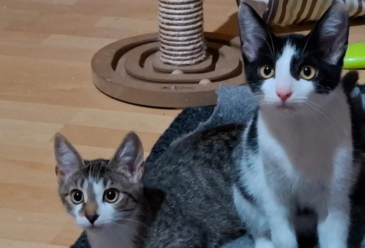 Jako und Joleen, young Mixed Breed for adoption at Katzenhilfe Stuttgart e.V.