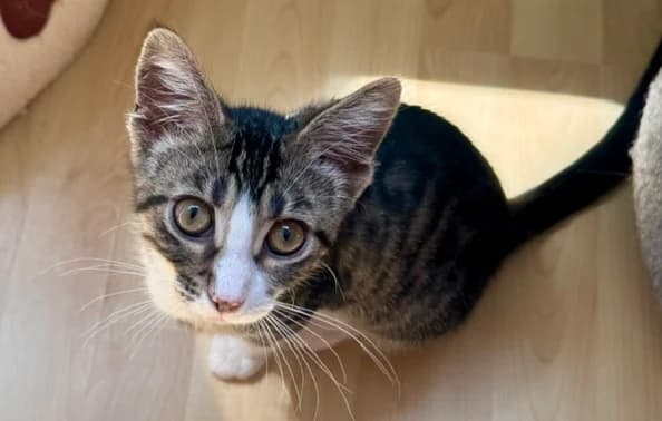 Monchi und Finn, male young Mixed Breed for adoption at Katzenhilfe Stuttgart e.V.