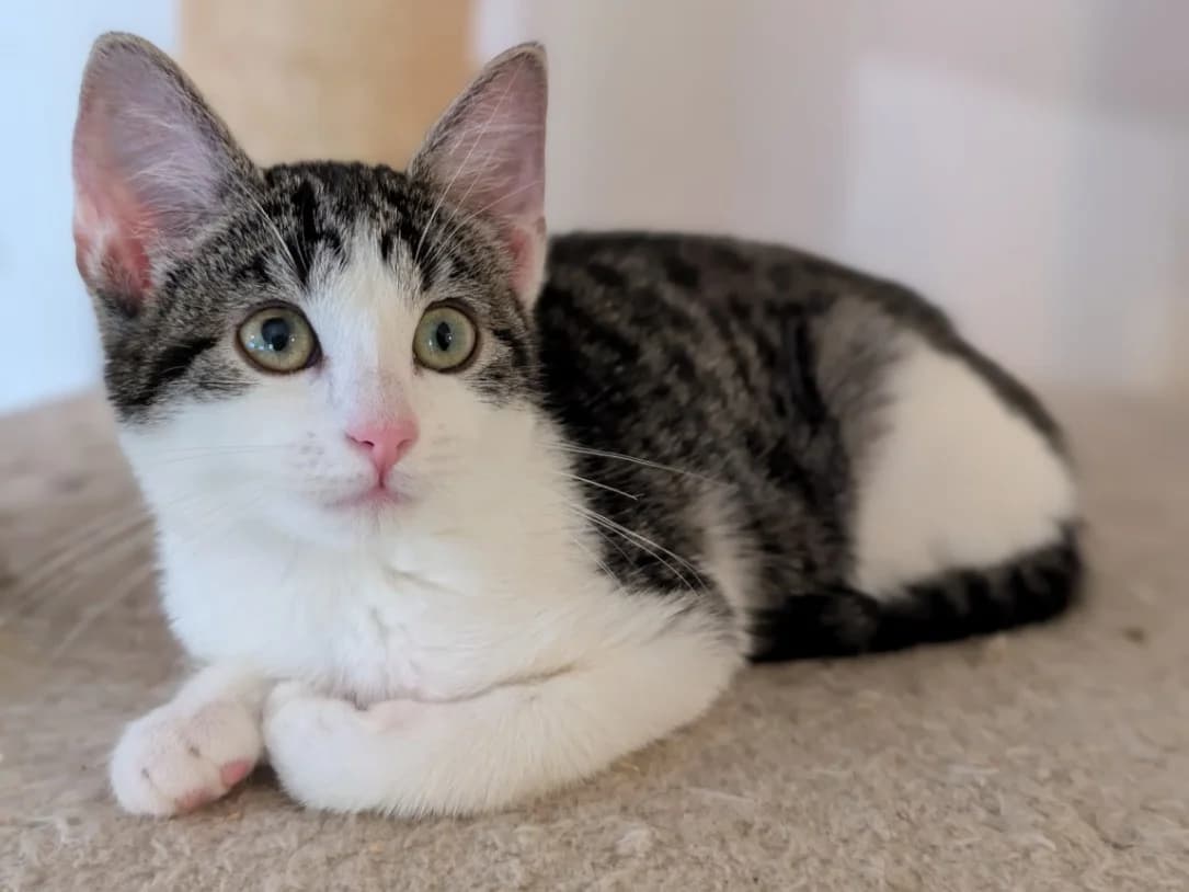 Lulu, female young Mixed Breed for adoption at Katzenhilfe Stuttgart e.V.