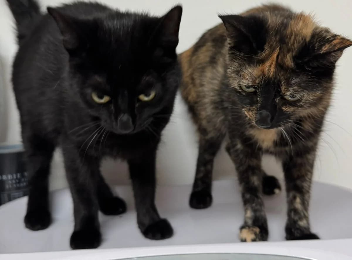 Ellena und Maria, female 3yo Mixed Breed for adoption at Katzenhilfe Stuttgart e.V.