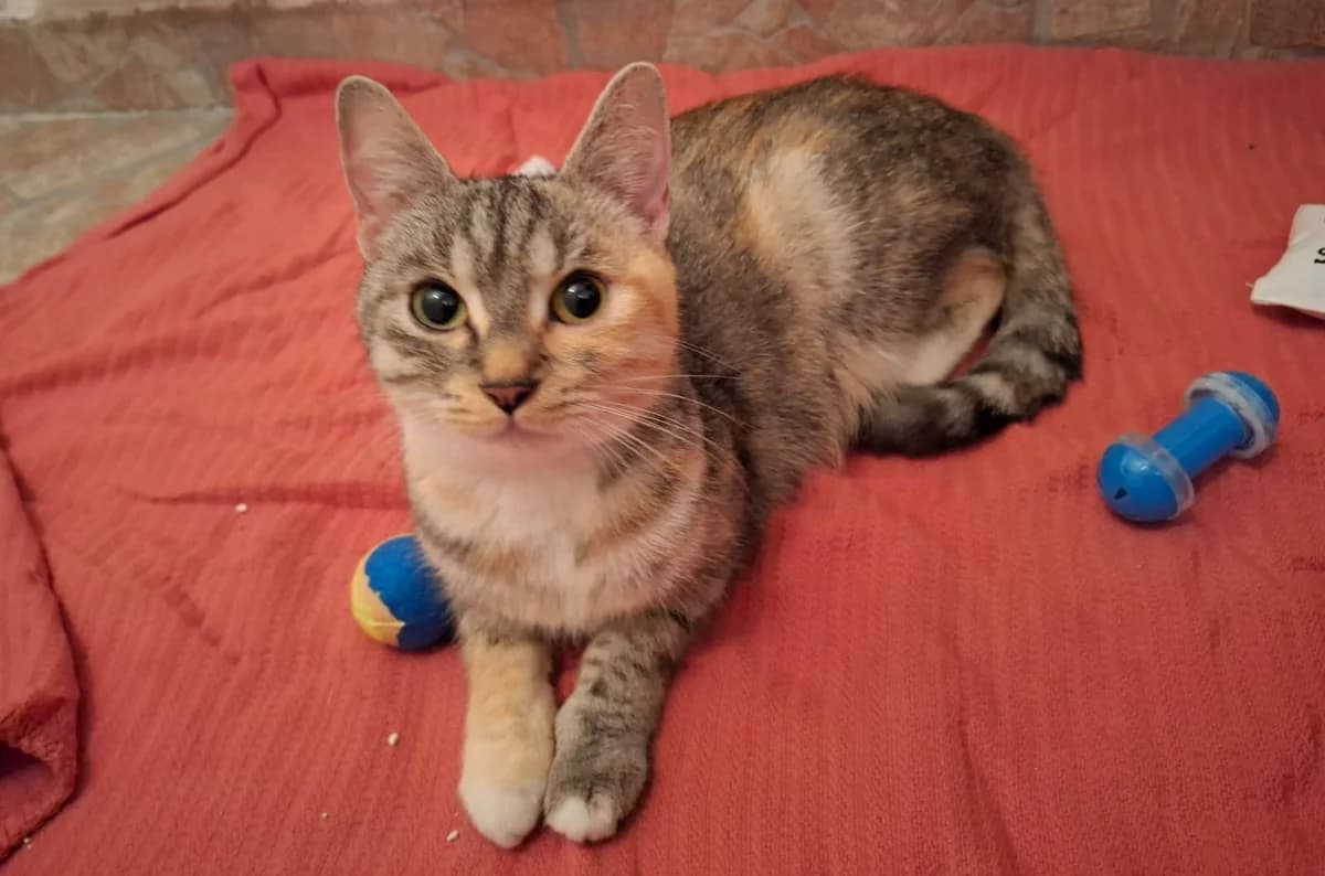 Saria, female 3yo Mixed Breed for adoption at Katzenhilfe Stuttgart e.V.