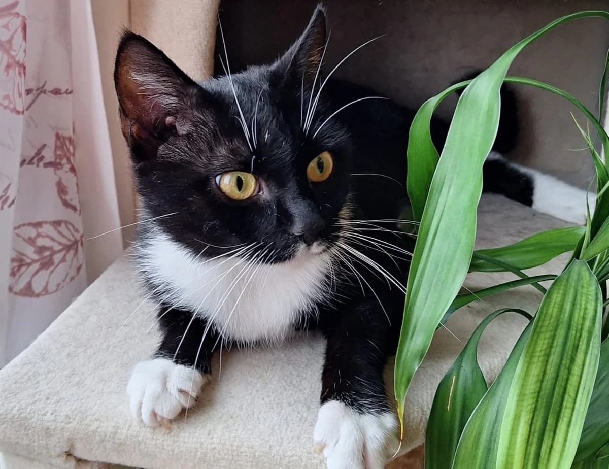 Snooky, female 3yo Mixed Breed for adoption at Katzenhilfe Stuttgart e.V.