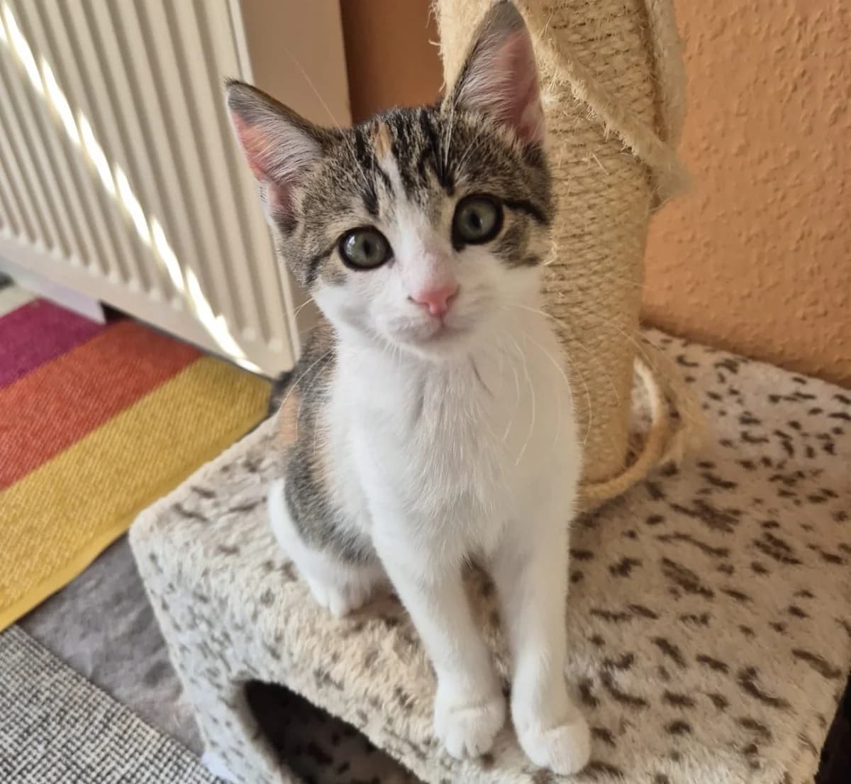 Zwei kleine Wirbelwinde mit großem Kuschelherz, young Mixed Breed for adoption at Katzenhilfe Stuttgart e.V.