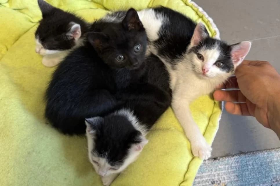Wir Kitten vom, schwarz young Mixed Breed for adoption at Katzenhilfe Stuttgart e.V.